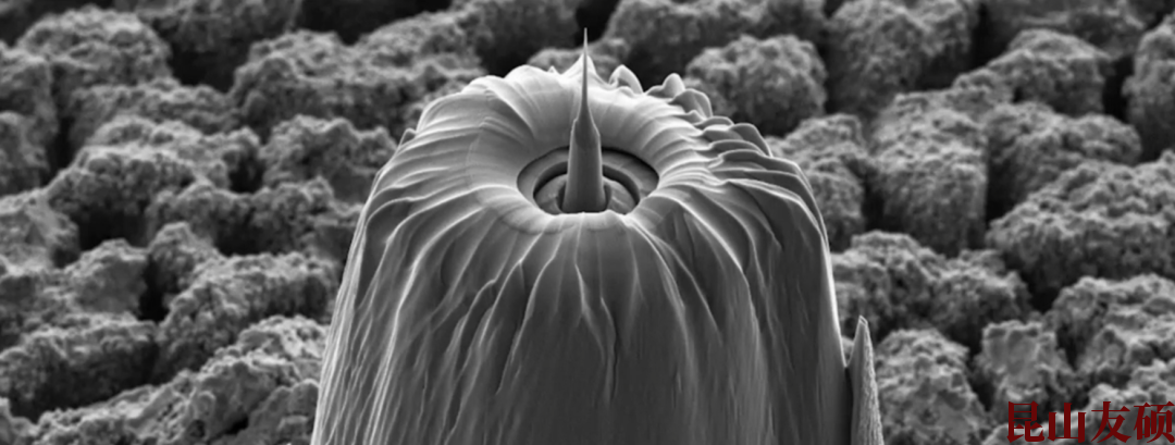 宜宾蔡司宜宾X射线显微镜